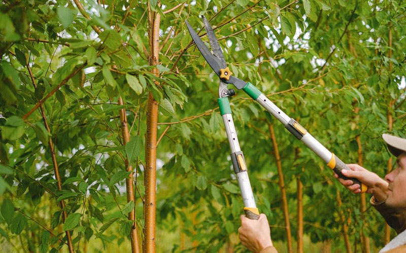 Tree trimming in Mount Holly Springs, PA
